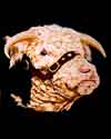 thumbnail picture of a pub sign, please click on it for an enlargement, Download time will be approximately 4 seconds using a 56k. modem..